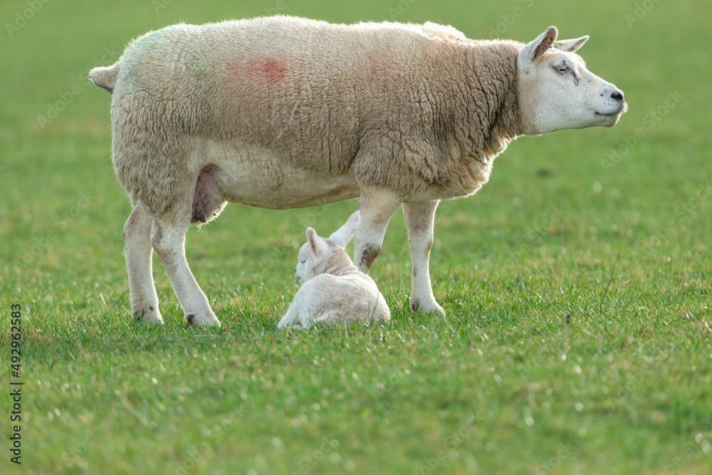 Obraz premium Close up of a fine Texel ewe or female sheep with her sleeping newborn lamb in early spring time. Clean, green background. North Yorkshire. Copy Space. Horizontal.