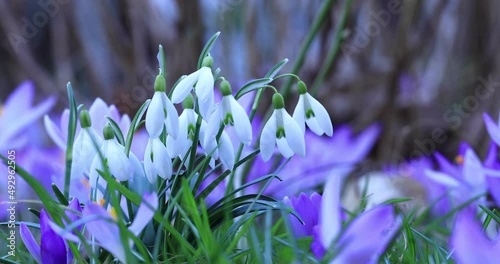 kwitnąca wiosenna łąka, z przebiśniegiem (Galanthus nivalis) i krokusem (Crocus sieberi) photo