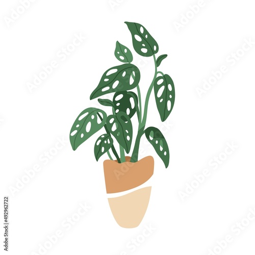 Monstera adansonii, potted Swiss plant with cheese leaf. Green houseplant with holes in leaves. Trendy indoor foliage vegetation in flowerpot. Flat vector illustration isolated on white background