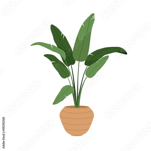 Strelitzia alba, potted house plant with big green leaf. Bird of paradise tree in planter. Interior houseplant growing in floor flowerpot. Flat vector illustration isolated on white background