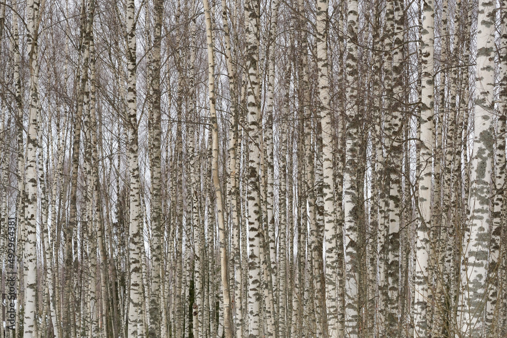 Black and white photo of birch grove in autumn-winter-spring as beautiful black-and-white wallpaper Black and white photo of birch grove in autumn-winter-spring as beautiful black-and-white wallpaper