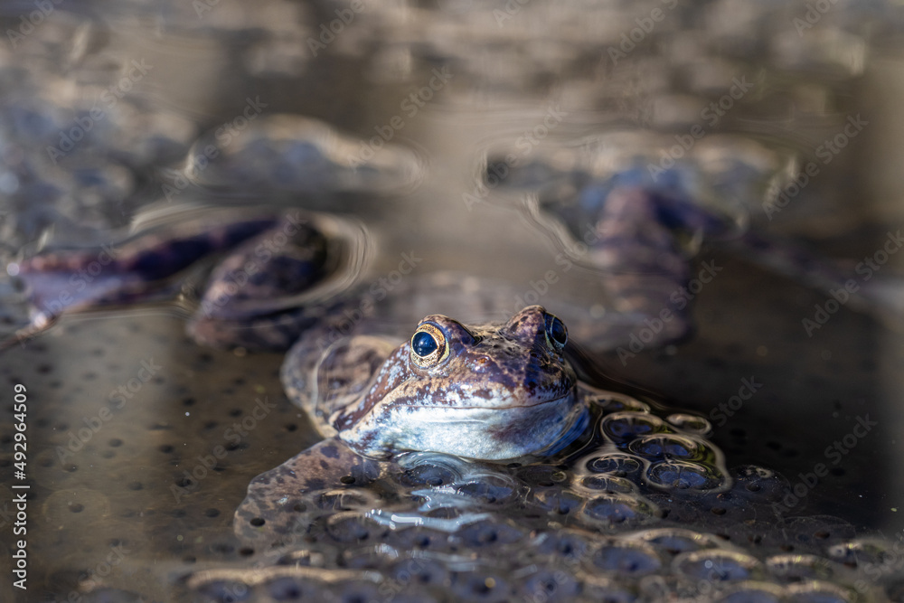 The frog and spawn in the pond The frog and spawn in the pond