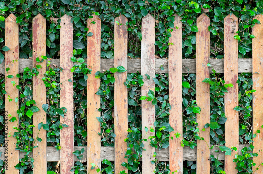 background with old wooden fence and green grass