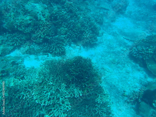 Fototapeta Naklejka Na Ścianę i Meble -  東ティモール　アタウロ島の珊瑚礁