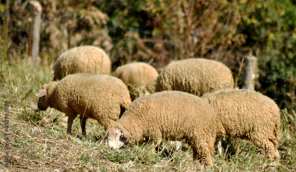 Milky white sheep live in the foothills of northern Thailand. Milky white sheep live in the foothills of northern Thailand.