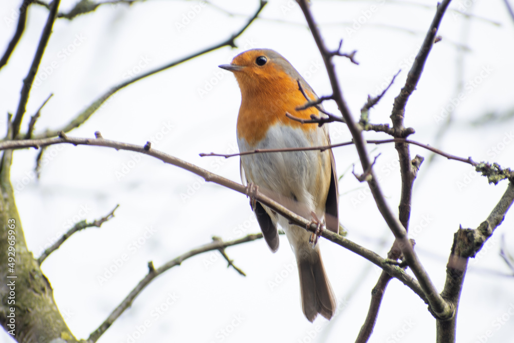 robin on a branch robin on a branch