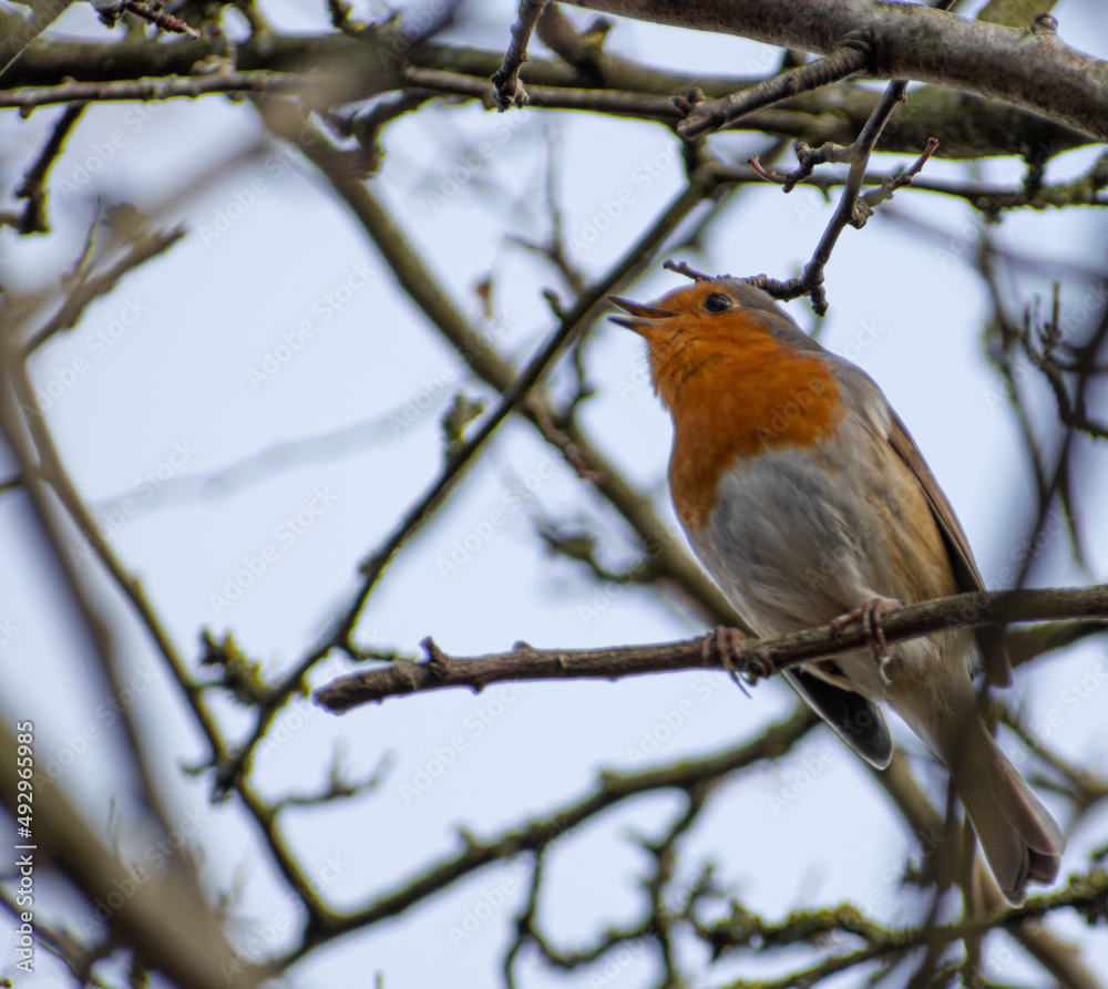 robin on a branch robin on a branch