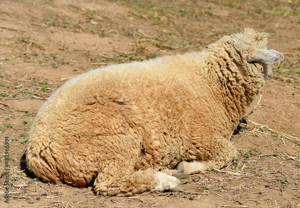 Milky white sheep live in the foothills of northern Thailand. 