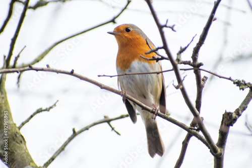 robin on a branch © jai