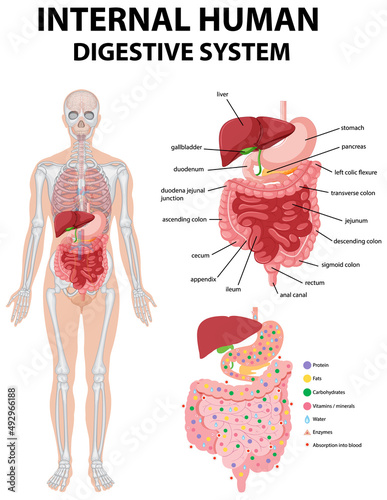 Diagram showing internal human digestive system