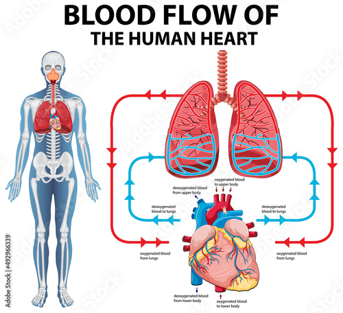 Diagram showing blood flow of human heart