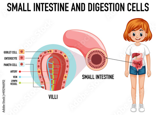 Diagram showing small intestine and digestion cell