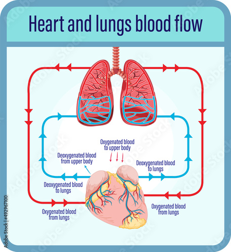 Diagram showing blood flow of human heart