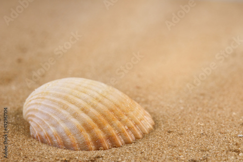 Beige small seashell on the sand. Macro