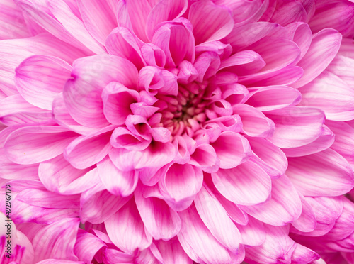 pink chrysanthemum flower as background © studybos