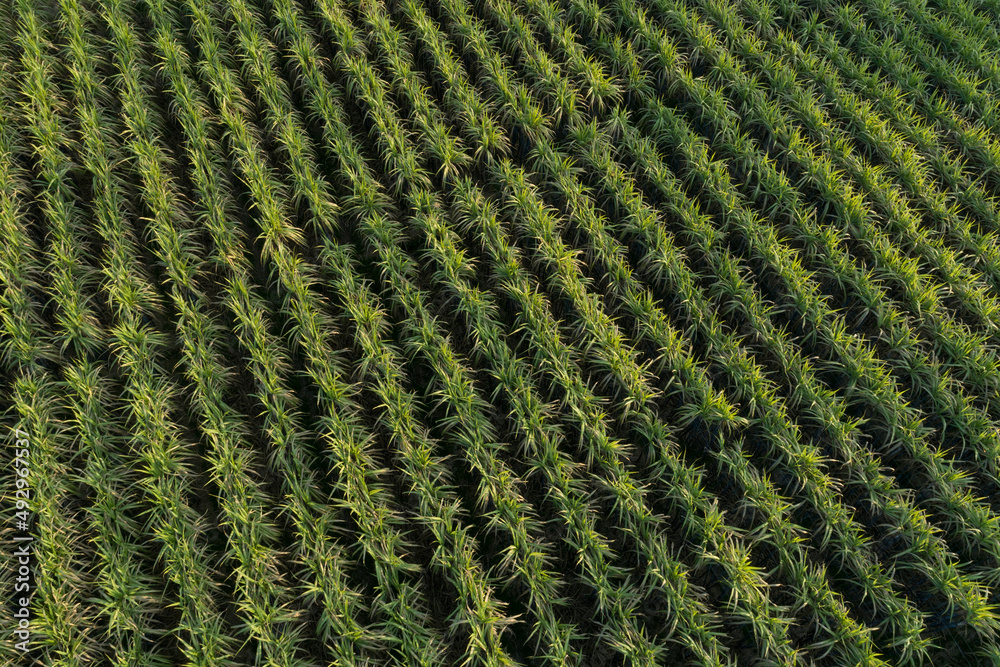 Aerial view of sugarcane plants growing at field