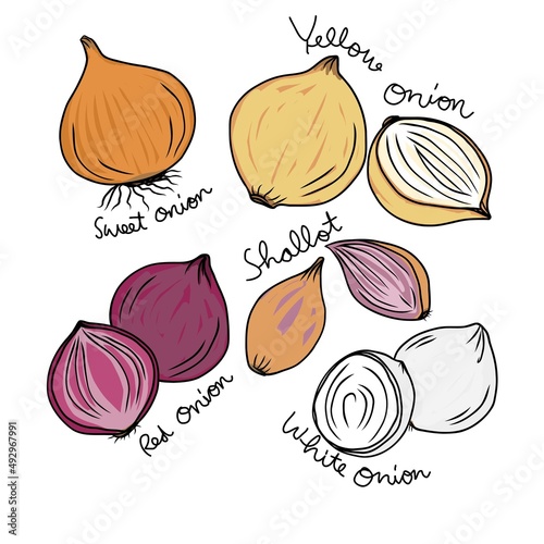 Type of onions vector illustration