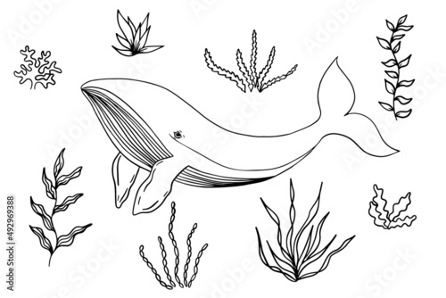 Big blue whale and algae. Coloring.