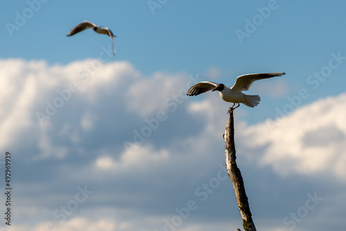 Ptak stojący na gałęzi na tle chmur i błękitnego nieba. Mewa śmieszka, (chroicocephalus ridibundus). 