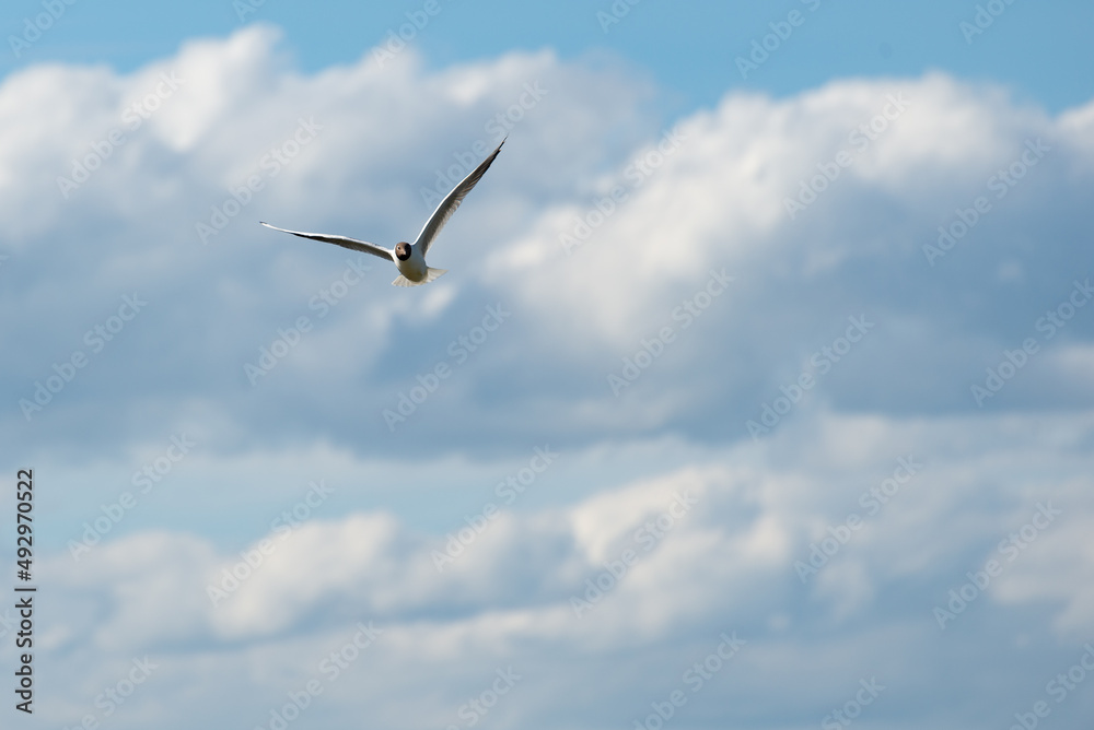 Pojedynczy ptak w locie na tle chmur, mewa śmieszka, chroicocephalus ridibundus. 
