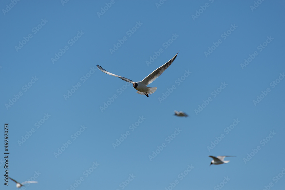 Białe ptaki szybujące na tle bezchmurnego nieba, mewa śmieszka, chroicocephalus ridibundus.