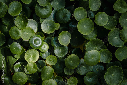 The many green leaves background