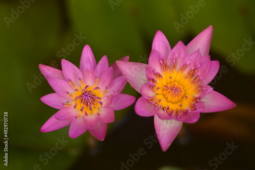 Pink water lily