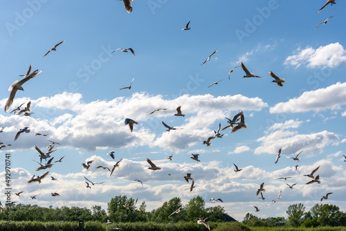 Ptactwo wodne w locie, duża grupa ptaków w różnej fazie lotu.