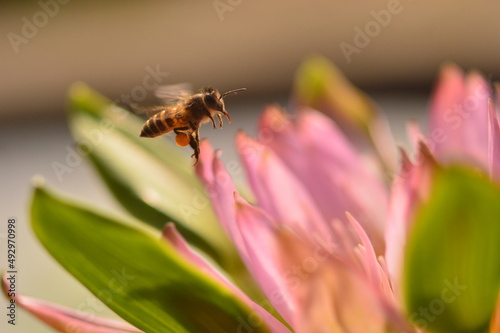 bee on a flower