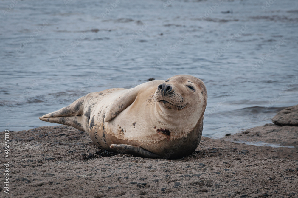 Obraz premium Smiling white seal arelaxing on rocks t Ravenscar near Scarborough, North Yorkshire