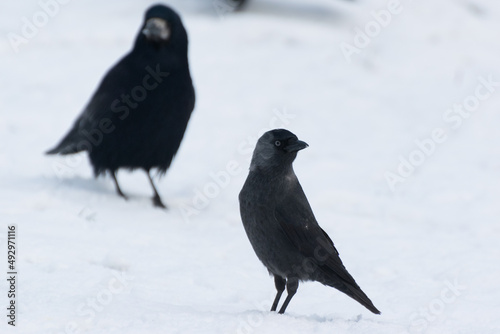 Pospolity czarno szary ptak, kawka zwyczajna, corvus monedula. © Grzegorz