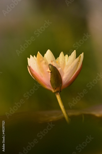 pink lotus flower