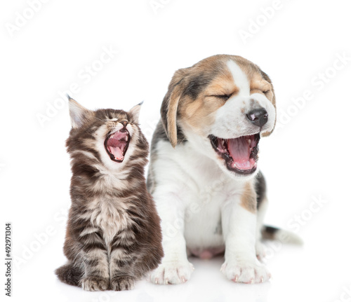 Yawning beagle puppy and tabby kitten sit together. isolated on white background