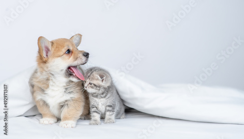 Cute Pembroke welsh corgi puppy and gray kitten sit together under warm blanket on a bed at home and look away on empty space