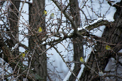 Małe żółte ptaki na drzewie, czyż zwyczajny, czyżyk (Spinus spinus).