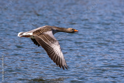 The flying greylag goose, Anser anser is a species of large goose © rudiernst