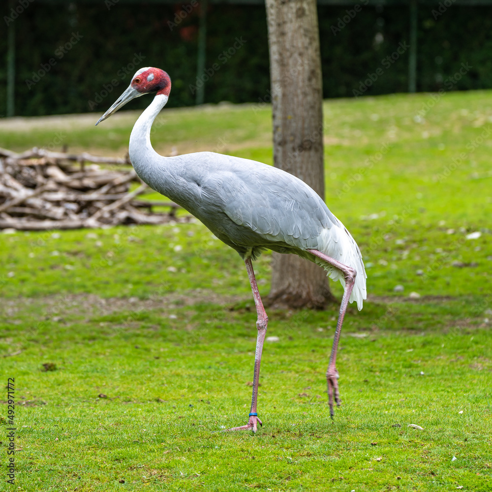 Fototapeta premium Sarus crane, Grus antigone also known as Indian sarus crane