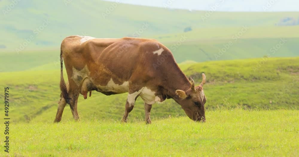 Cows together grazing in a field. Cows running into the camera. Cows together grazing in a field. Cows running into the camera.
