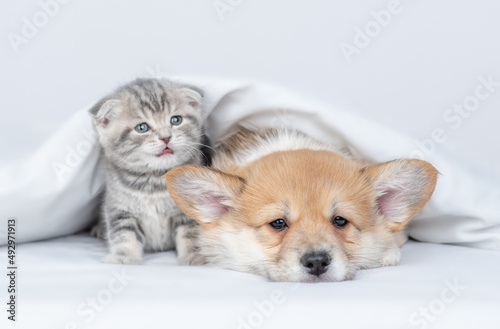 Sleepy Pembroke welsh corgi puppy and baby kitten lying together under warm white blanket on a bed at home © Ermolaev Alexandr