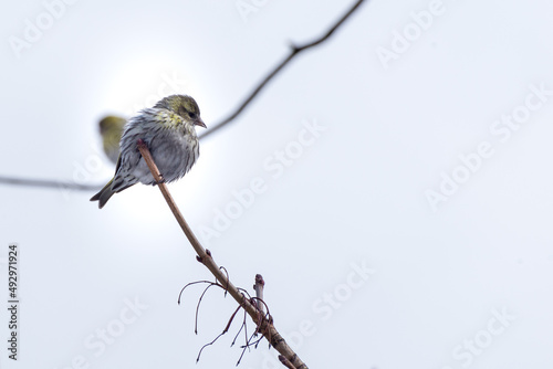 Mały ptak siedzący zimą na czubku gałęzi. Czyż zwyczajny, czyż, czyż pospolity, czyżyk, spinus spinus.