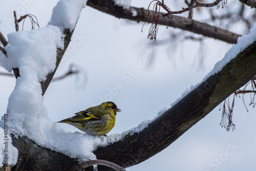 Mały żółto czarny ptak wielkości wróbla siedzący na gałęzi zimą. Czyż zwyczajny, czyż, czyż pospolity, czyżyk, spinus spinus.
