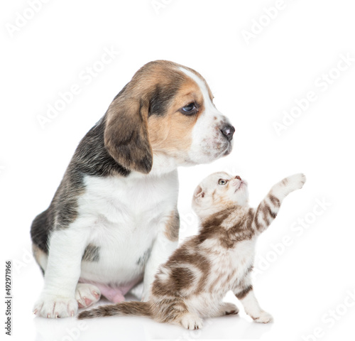 Young Beagle puppy and playful tabby kitten sit together in profile and look away and up on empty space. isolated on white background