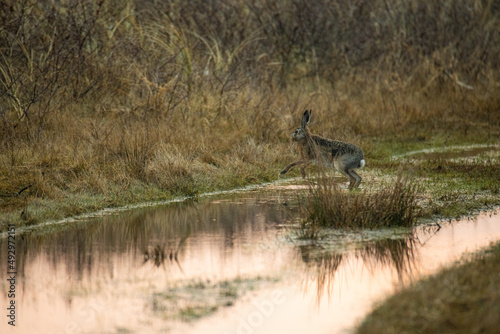 Fototapeta Naklejka Na Ścianę i Meble -  startled rabbit runs away over a  pool of water