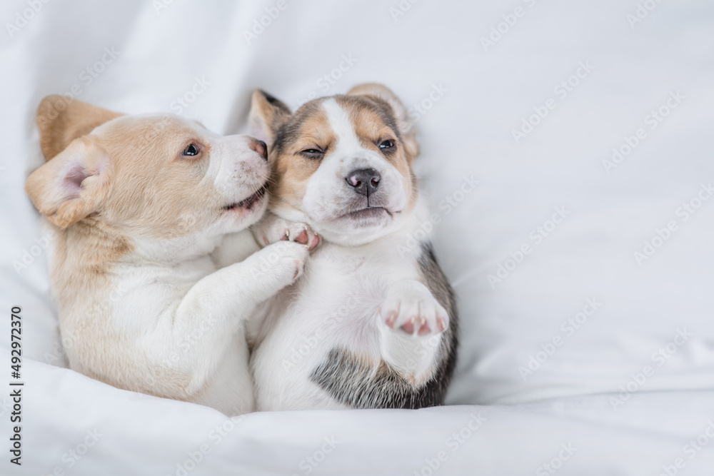 Two cute Beagle puppies sleep together under a white blanket on a bed at home. Top down view. Empty space for text Two cute Beagle puppies sleep together under a white blanket on a bed at home. Top down view. Empty space for text