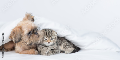 Friendly Brussels Griffon puppy embraces tiny tabby fold kitten under white warm blanket on a bed at home. Empty space for text