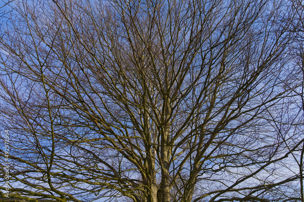 Buchenbaum ohne Laub vor blauem Himmel Buchenbaum ohne Laub vor blauem Himmel