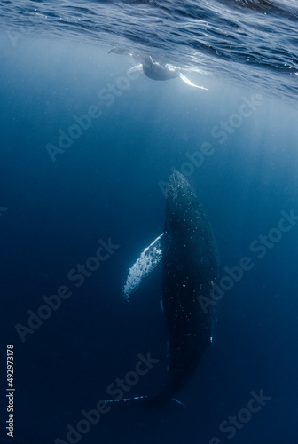 Humpback whale mother and calf © divedog