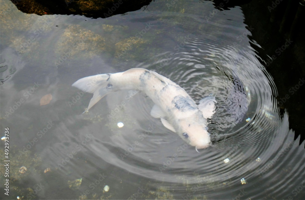 Naklejka premium fish swimming