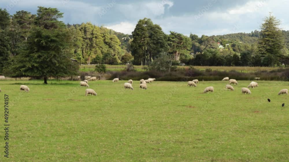 Sheep and pukeko birds grazing in a paddock in Auckland, New Zealand Sheep and pukeko birds grazing in a paddock in Auckland, New Zealand