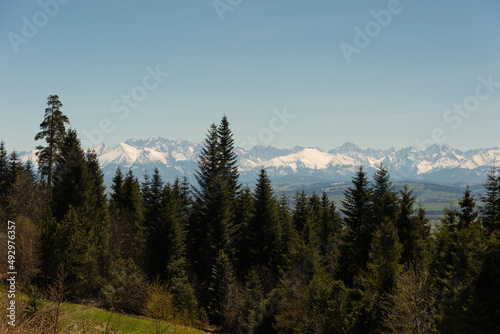 Flowering of spring flowers in Carpathian mountain valleys, in particular crocuses.